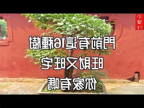 仙桃樹風水|【門前的風水樹】門前種什麼樹風水好種對了樹好運連連 